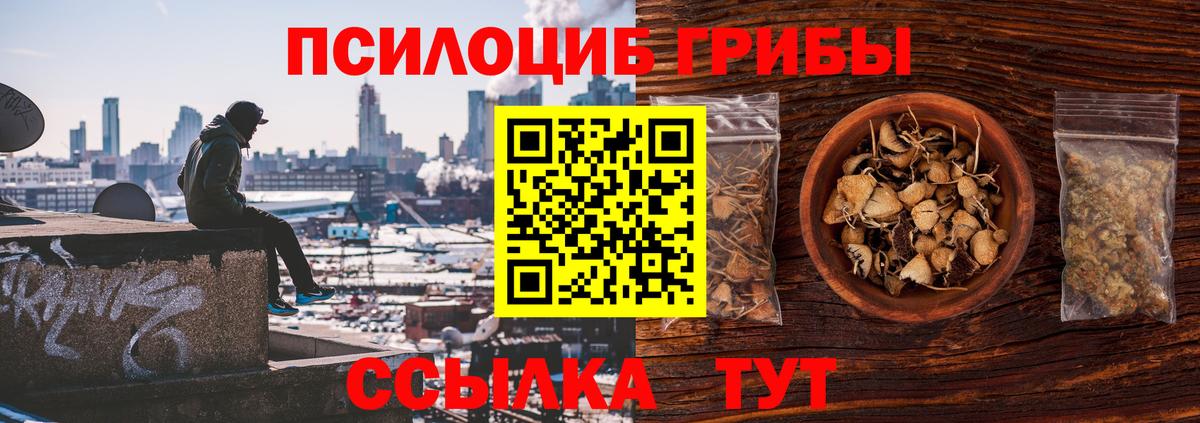 Псилоцибиновые грибы Psilocybe Псков